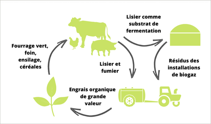 ciclo dei nutrienti